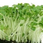 Radish White(50 gms)