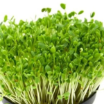 Fenugreek(50 gms)