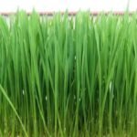 Wheat Grass(50 gms)