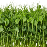 Pea shoots(50 gms)