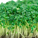 Chia Microgreens(50 Gms)