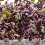 Radish Purple Sango Microgreens(50 gms)