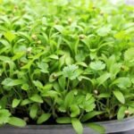 Cilantro Microgreens(50 Gms)