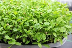 Cilantro Microgreens(50 Gms)